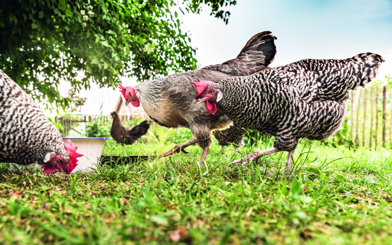 Das ganze Huhn